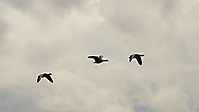 Bild 02 - Vogelflug