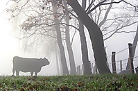 Bild 03 - Im Herbstnebel