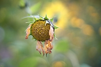 Bild 07 - Der Sommer ist vorbei