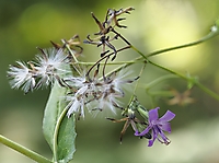 Bild 12 - Am Wiesenrain
