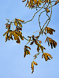 Bild 10 - Herbst