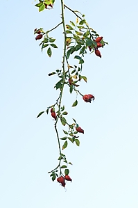 Bild 10 - Spätsommer