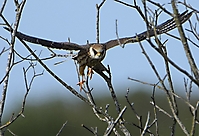 Bild 06 - Jäger im Anflug
