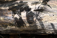 Bild 14 - Schattenkampf