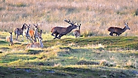 Bild 03 - Der Platzhirsch