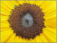 Bild 13 - Sonnenblume