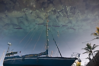 Fliegende Fische