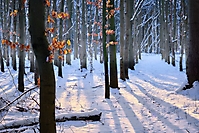 Im Winterwald
