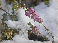 Schneeheide